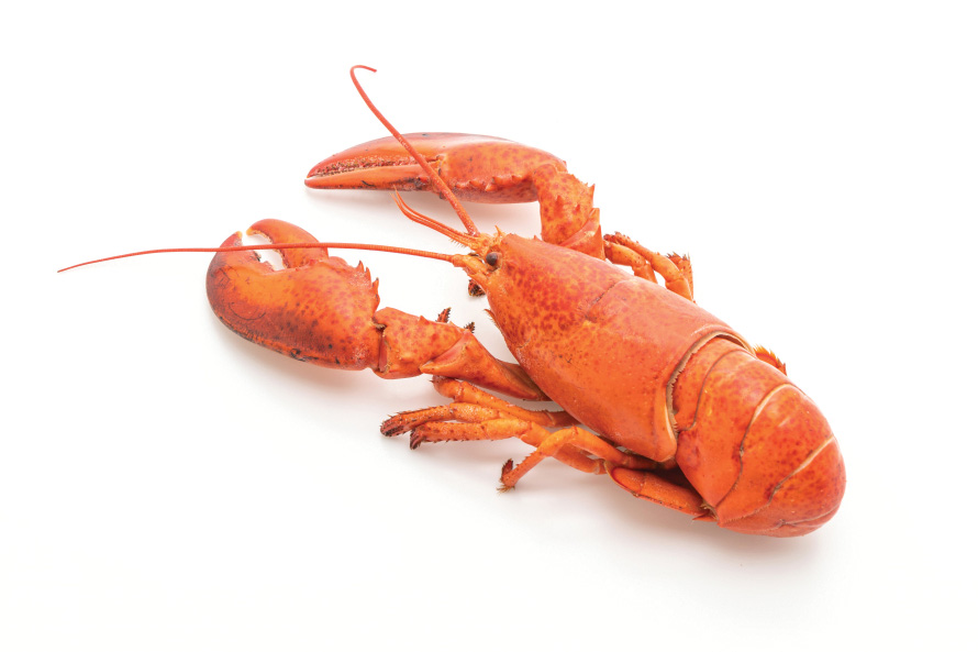 Lobster